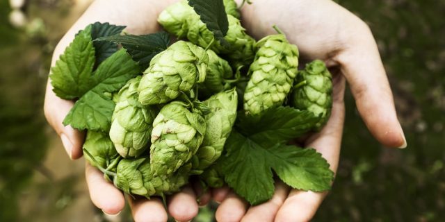 EBSA_GmbH_Einkaufs_gesellschaft_european_beverage_sourcing_alliance_eschborn_warengruppe_karlsberg_warsteiner_hopfen